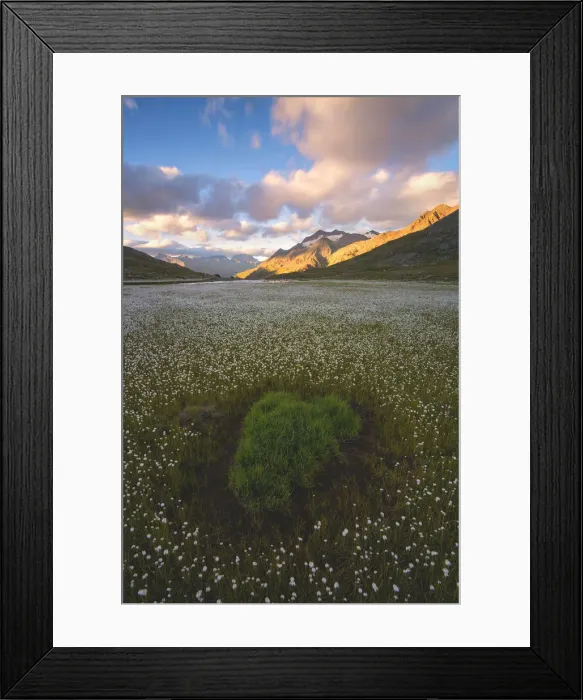 Framed Print : Blooming in Gavia pass, Brescia province, Lombardy district, Italy, Europe Framed Print : Blooming in Gavia pass, Brescia province, Lombardy district, Italy, Europe