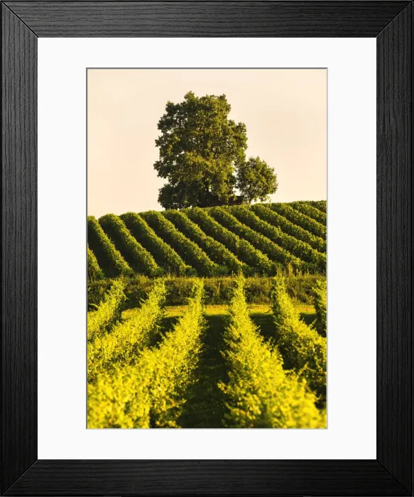 Framed Print : Vineyards in Franciacorta, Brescia province in Lombardy district, Italy, Europe Framed Print : Vineyards in Franciacorta, Brescia province in Lombardy district, Italy, Europe