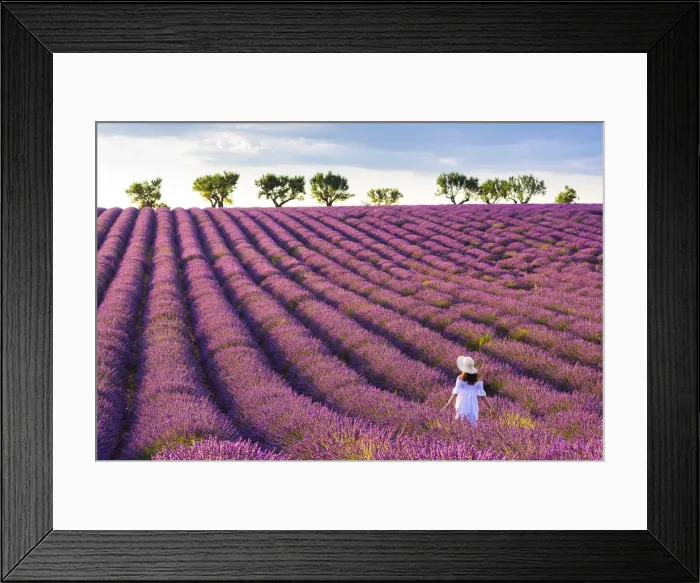 Framed Print : Valensole, Provence, France. Woman stading in lavender field (MR) Framed Print : Valensole, Provence, France. Woman stading in lavender field (MR)