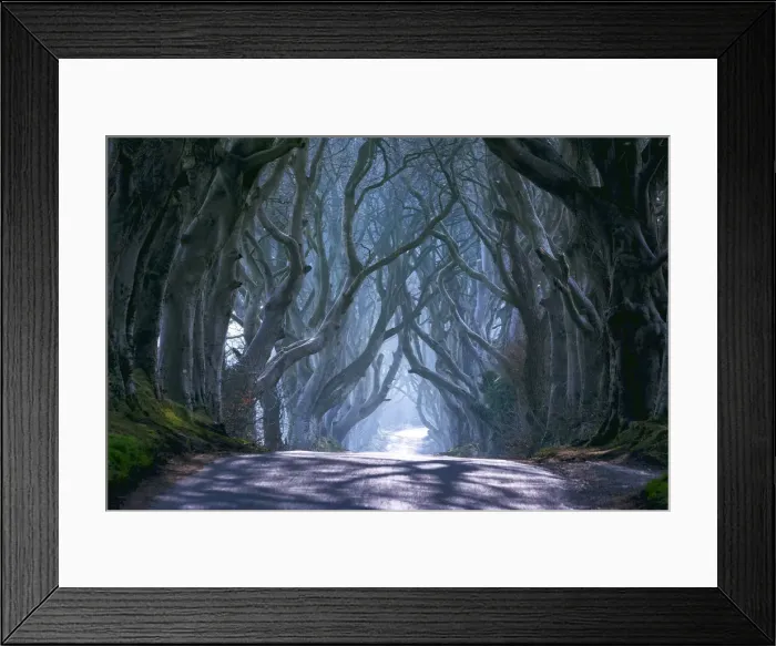 Framed Print : UK, Northern Ireland, County Antrim, Ballymoney, The Dark Hedges Framed Print : UK, Northern Ireland, County Antrim, Ballymoney, The Dark Hedges