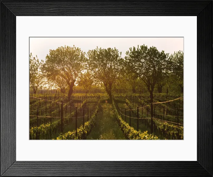 Framed Print : Vineyards in Franciacorta, Brescia province, Italy, Lombardy district, Europe Framed Print : Vineyards in Franciacorta, Brescia province, Italy, Lombardy district, Europe