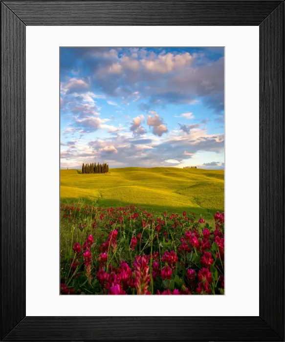 Framed Print : The cypress trees in the Val d Orcia, San Quirico d Orcia, Tuscany Framed Print : The cypress trees in the Val d Orcia, San Quirico d Orcia, Tuscany