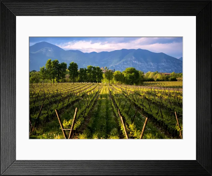 Framed Print : Vineyards in Franciacorta at sunset, Brescia province, Italy, Lombardy district, Europe