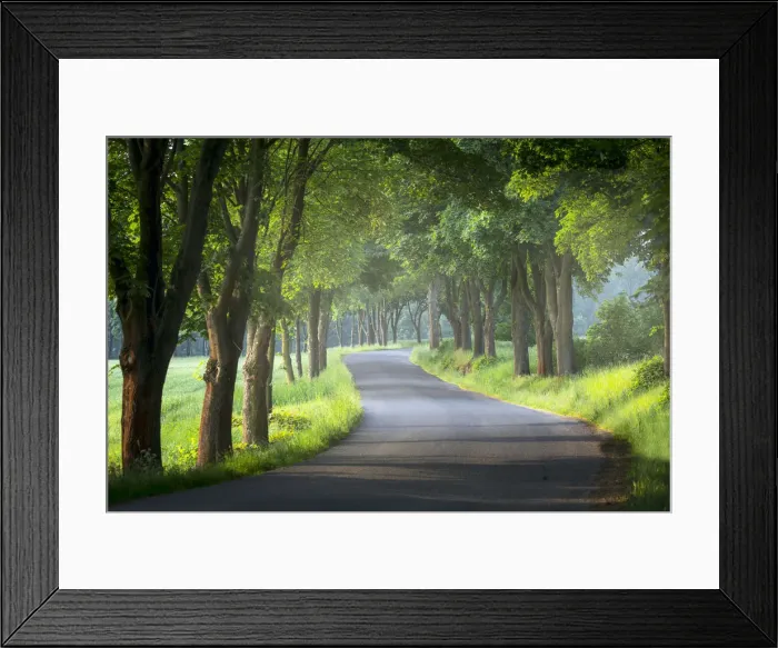 Framed Print : Avenue of trees, Milesov, Central Bohemia, Czech Republic Framed Print : Avenue of trees, Milesov, Central Bohemia, Czech Republic