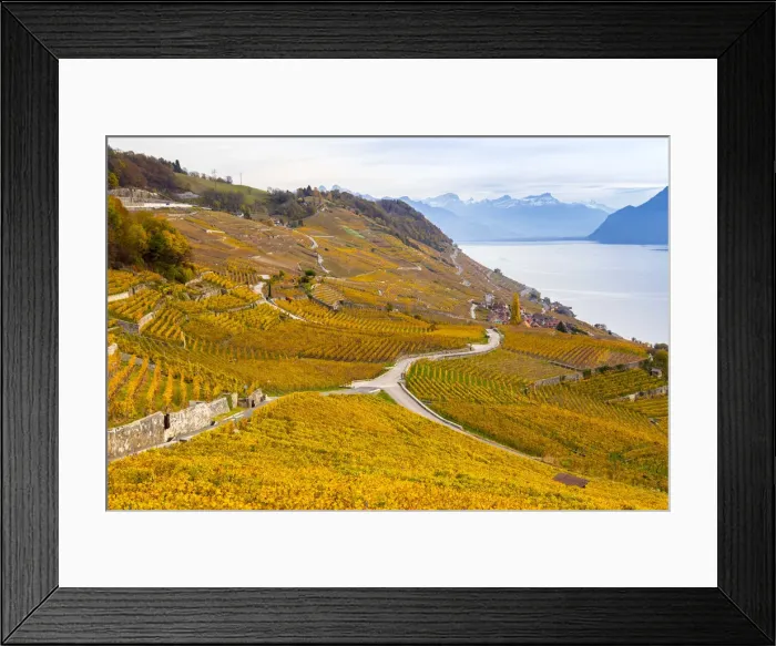 Framed Print : View of the lavaux vineyards surrounding Lake Geneva in autumn, Unesco World Heritage Framed Print : View of the lavaux vineyards surrounding Lake Geneva in autumn, Unesco World Heritage