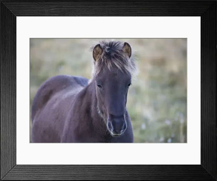 Framed Print : Europe, Iceland, Region Vesturland. Wild horses Framed Print : Europe, Iceland, Region Vesturland. Wild horses
