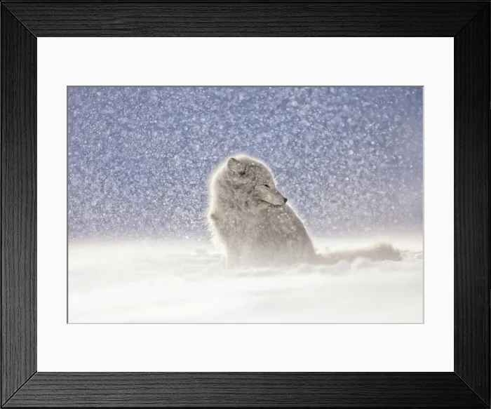 Framed Print : Arctic fox (Alopex lagopus) in heavy snowfall, in the abandoned Russian settlement Framed Print : Arctic fox (Alopex lagopus) in heavy snowfall, in the abandoned Russian settlement