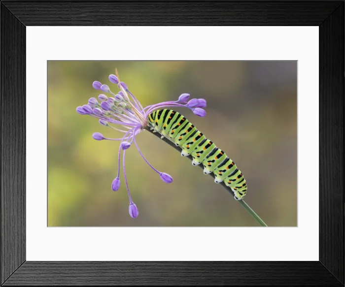 Framed Print : Swallowtail caterpillar on Allium pulchellum Framed Print : Swallowtail caterpillar on Allium pulchellum