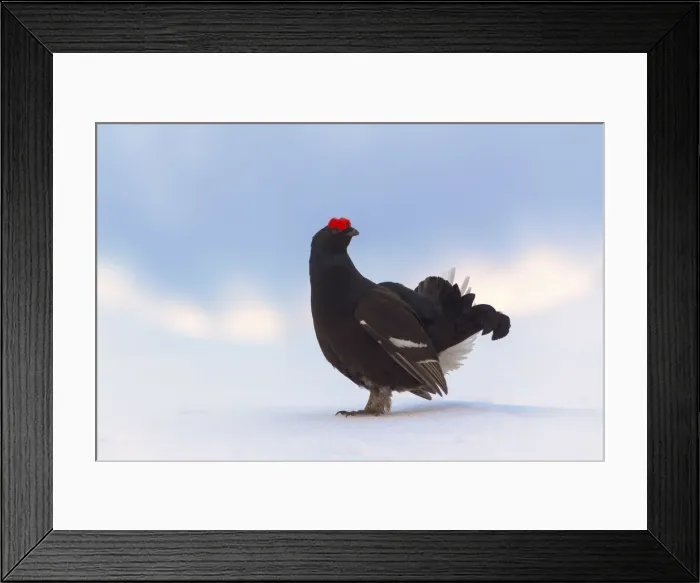 Framed Print : Black grouse on the snow. (Dolomites, Italy) Framed Print : Black grouse on the snow. (Dolomites, Italy)