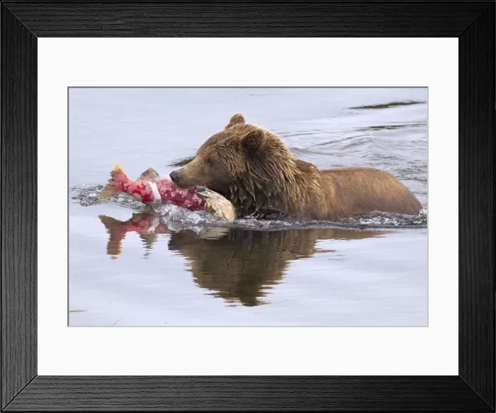Framed Print : Brown bear with sockeye salmon, Katmai national park, Alaska
