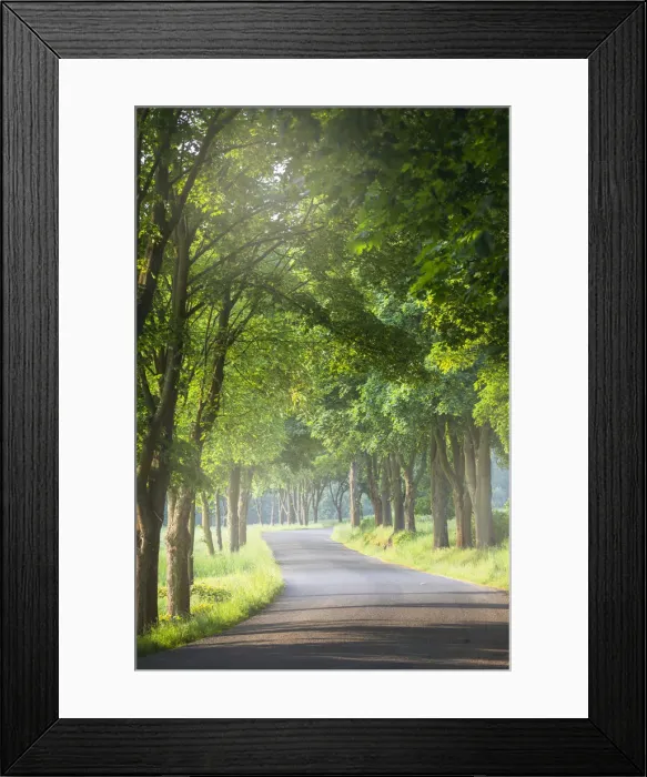 Framed Print : Avenue of trees, Milesov, Central Bohemia, Czech Republic Framed Print : Avenue of trees, Milesov, Central Bohemia, Czech Republic