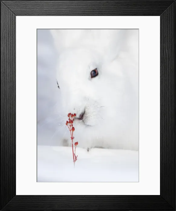 Framed Print : Arctic hare (Lepus arcticus) in Northern Manitoba, Canada Framed Print : Arctic hare (Lepus arcticus) in Northern Manitoba, Canada