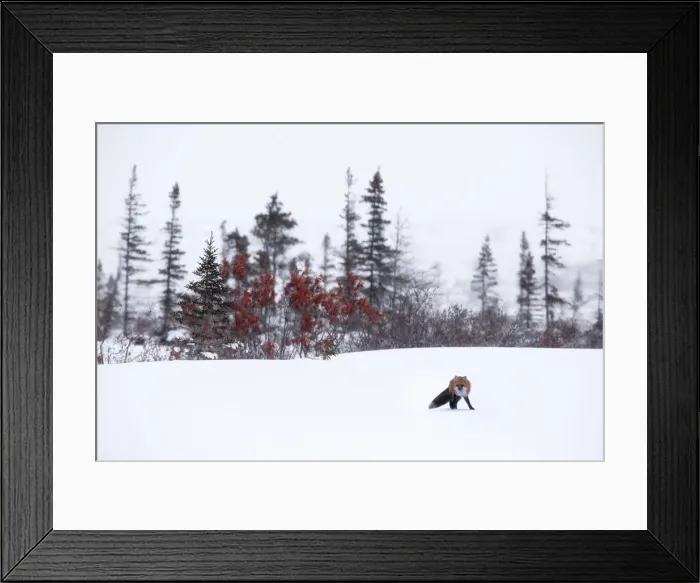 Framed Print : Red fox (vulpes vulpes) in Northern Manitoba, Canada Framed Print : Red fox (vulpes vulpes) in Northern Manitoba, Canada