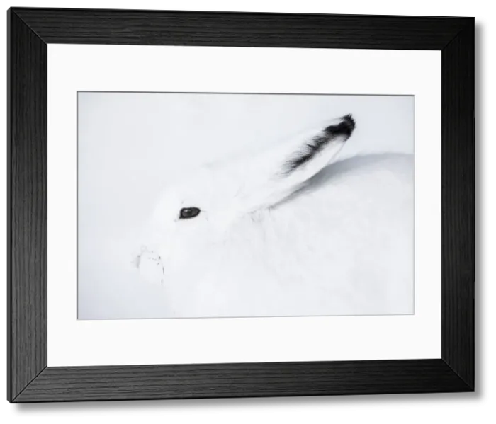 Framed Print : Arctic hare (Lepus arcticus) in Northern Manitoba, Canada Framed Print : Arctic hare (Lepus arcticus) in Northern Manitoba, Canada