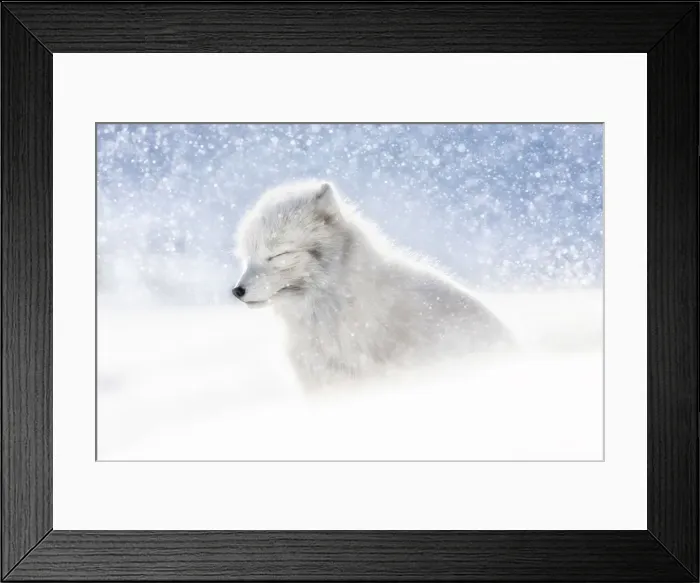 Framed Print : Arctic fox (Alopex lagopus) in heavy snowfall, in the abandoned Russian settlement Framed Print : Arctic fox (Alopex lagopus) in heavy snowfall, in the abandoned Russian settlement