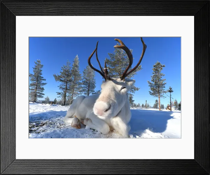 Framed Print : White Reindeer (albino), Saariselka, Lapland, Finland Framed Print : White Reindeer (albino), Saariselka, Lapland, Finland