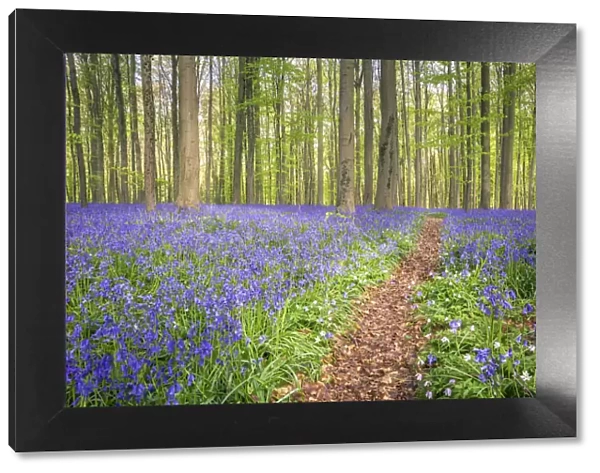 Bluebells into the Halle Forest, Halle, Flandres, Belgium