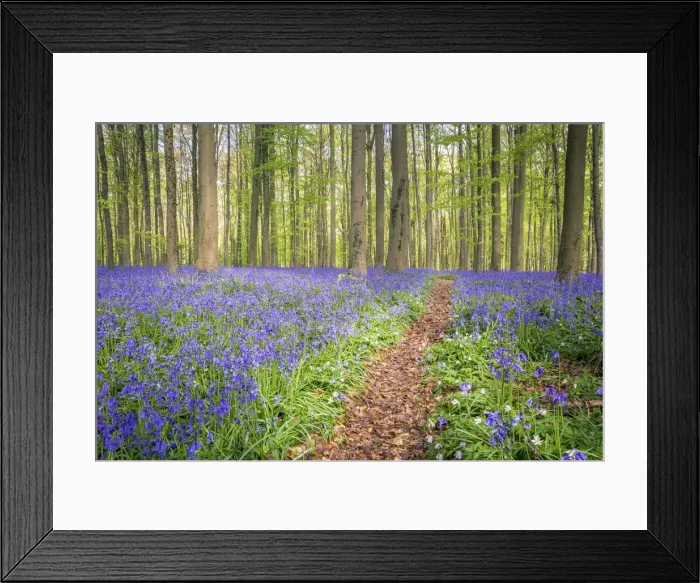 Framed Print : Bluebells into the Halle Forest, Halle, Flandres, Belgium Framed Print : Bluebells into the Halle Forest, Halle, Flandres, Belgium