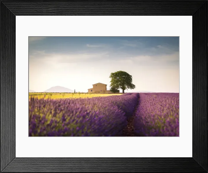 Framed Print : Lonely house surrounded by lavender fields near Valensole, Provence, France