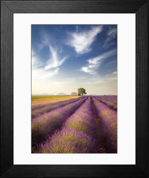 Framed Print : Lonely house surrounded by lavender fields near Valensole, Provence, France Framed Print : Lonely house surrounded by lavender fields near Valensole, Provence, France