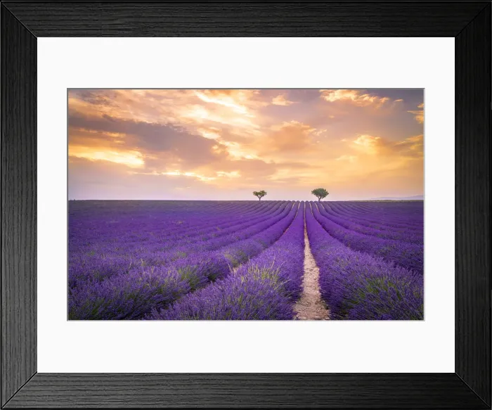 Framed Print : Lavender fields near Valensole, Provence, France