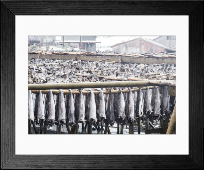 Framed Print : Dried cod in Lofoten Islands, Norway Framed Print : Dried cod in Lofoten Islands, Norway