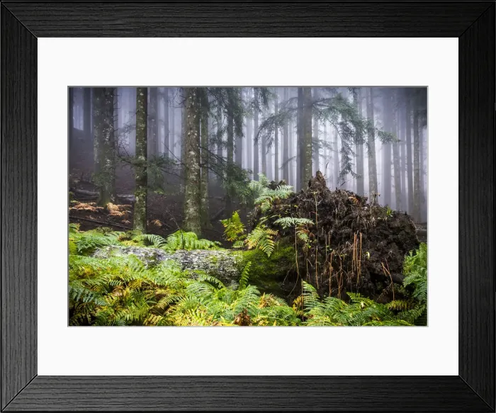 Framed Print : Sassofratino Reserve, Foreste Casentinesi National Park, Badia Prataglia, Tuscany