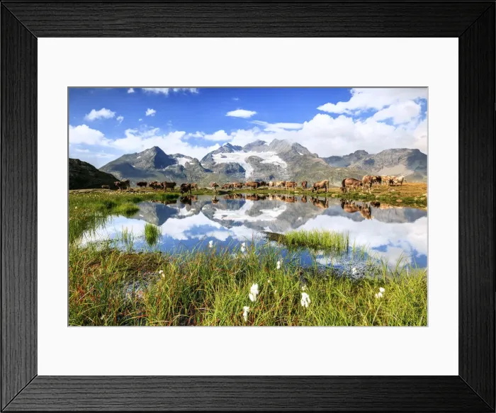 Framed Print : Cows on the shore of the lake where high peaks and clouds are reflected Bugliet Valley Framed Print : Cows on the shore of the lake where high peaks and clouds are reflected Bugliet Valley