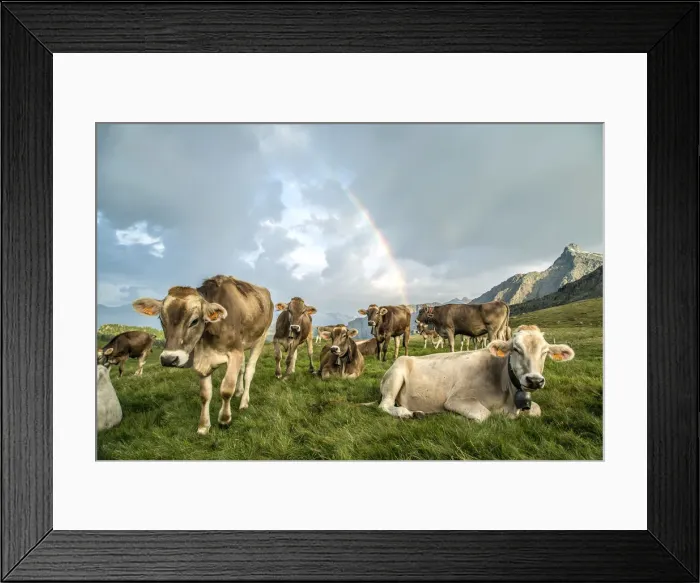 Framed Print : The rainbow frames a herd of cows grazing in the green pastures of Campagneda Alp Framed Print : The rainbow frames a herd of cows grazing in the green pastures of Campagneda Alp