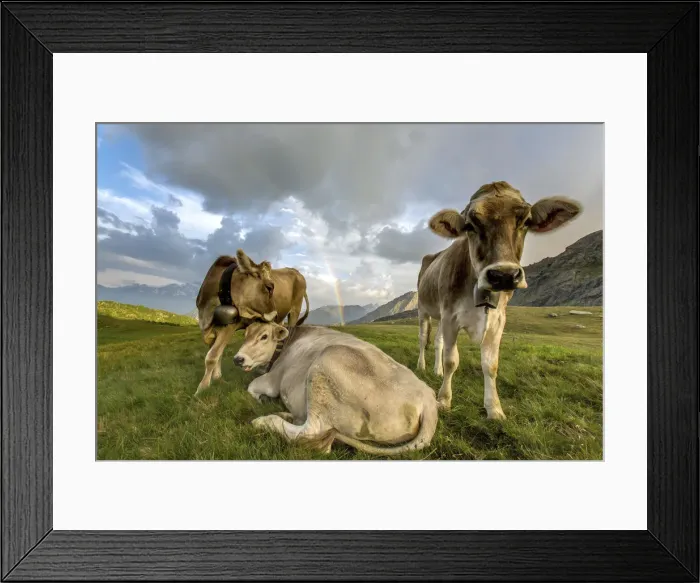 Framed Print : The rainbow frames the cows grazing in the green pastures of Campagneda Alp Valmalenco Framed Print : The rainbow frames the cows grazing in the green pastures of Campagneda Alp Valmalenco