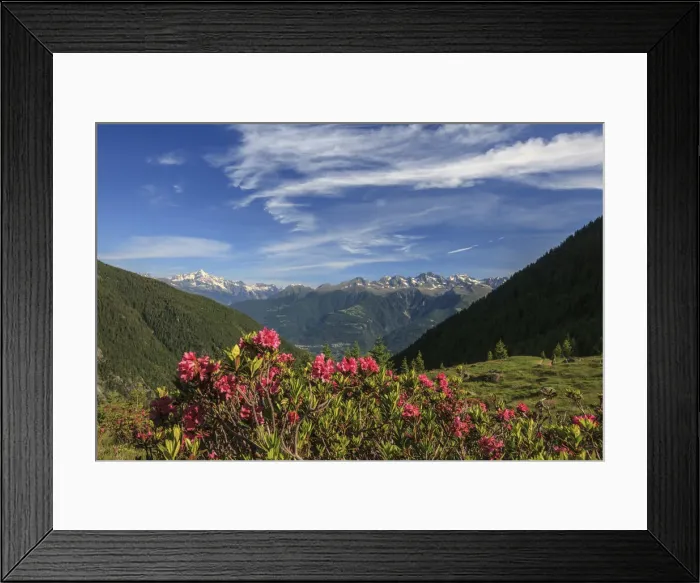 Framed Print : Blooming of rhododendrons surrounded by green meadows Orobie Alps Arigna Valley Sondrio Framed Print : Blooming of rhododendrons surrounded by green meadows Orobie Alps Arigna Valley Sondrio