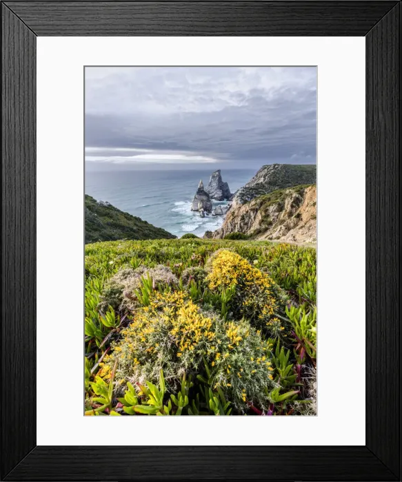 Framed Print : Spring plants on a promontory overlooking the beach and cliffs of Praia da Ursa Cabo