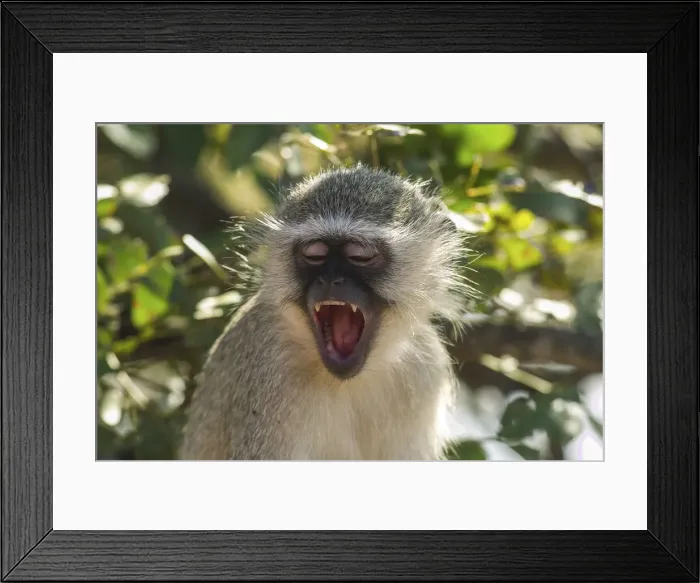 Framed Print : Radiant smile of a green cercopithecus from on high of a plant of the Kruger NP in Framed Print : Radiant smile of a green cercopithecus from on high of a plant of the Kruger NP in