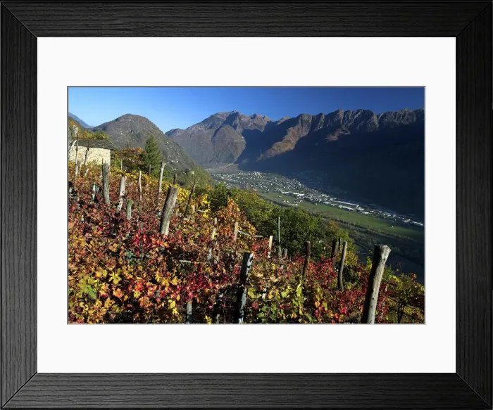 Framed Print : A vineyard in the rethian Alps in autumn near Morbegno, in the background the Orobian Framed Print : A vineyard in the rethian Alps in autumn near Morbegno, in the background the Orobian