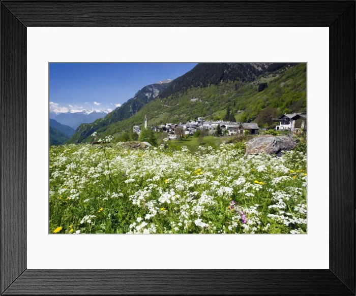 Framed Print : Spring blooms in the meadows of Soglio. Val Bregaglia. Switzerland. Europe Framed Print : Spring blooms in the meadows of Soglio. Val Bregaglia. Switzerland. Europe