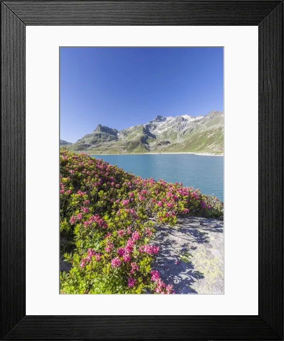 Framed Print : Rhododendrons frame the blue water of the lake Montespluga Chiavenna Valley Sondrio Framed Print : Rhododendrons frame the blue water of the lake Montespluga Chiavenna Valley Sondrio