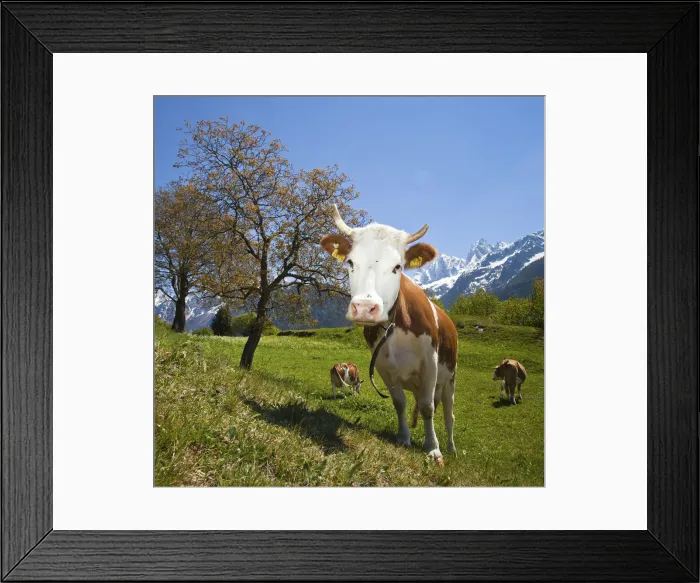 Framed Print : A curious and funny cow posing for a photographer in Soglio. Val Bondasca. Valbregaglia Framed Print : A curious and funny cow posing for a photographer in Soglio. Val Bondasca. Valbregaglia