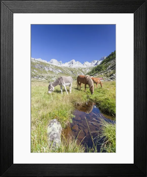 Framed Print : Horses and donkey in the green pastures Porcellizzo Valley Masino Valley Valtellina Framed Print : Horses and donkey in the green pastures Porcellizzo Valley Masino Valley Valtellina