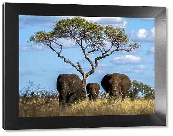 Family of elephants among the tall grass of the African savanna with plant of acacia