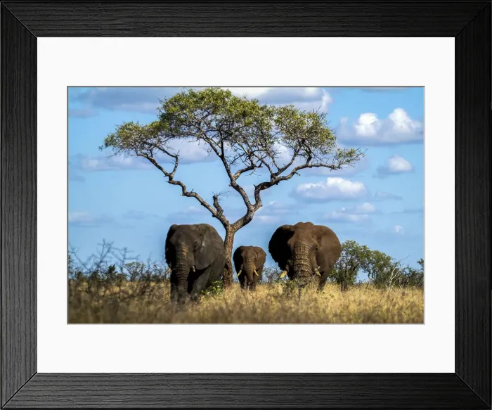 Framed Print : Family of elephants among the tall grass of the African savanna with plant of acacia Framed Print : Family of elephants among the tall grass of the African savanna with plant of acacia