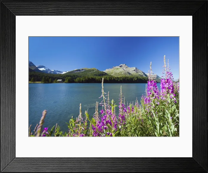 Framed Print : Blooming willowherb (epilobium) on the bank of the Lake Sils by Saint Moritz Framed Print : Blooming willowherb (epilobium) on the bank of the Lake Sils by Saint Moritz