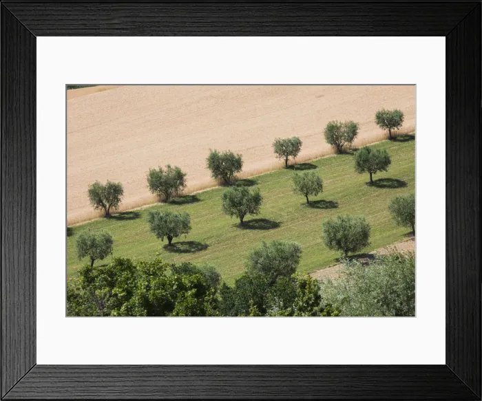 Framed Print : Cultivated fields and olive trees of the countryside Montelupone Province of Macerata Framed Print : Cultivated fields and olive trees of the countryside Montelupone Province of Macerata
