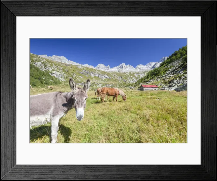 Framed Print : Donkey and horses in the green pastures of Porcellizzo Valley Masino Valley Valtellina Framed Print : Donkey and horses in the green pastures of Porcellizzo Valley Masino Valley Valtellina