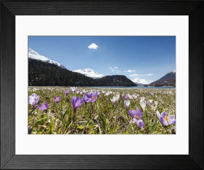 Framed Print : The blooming of colorful crocus frames Lej da Champfèr St. Moritz Canton of Graubunden Engadine Switzerland Europe Framed Print : The blooming of colorful crocus frames Lej da Champfèr St. Moritz Canton of Graubunden Engadine Switzerland Europe