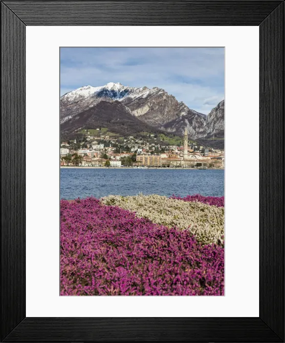 Framed Print : Colorful flowers frame Lake Como and the city of Lecco with snowy peaks in the background Framed Print : Colorful flowers frame Lake Como and the city of Lecco with snowy peaks in the background