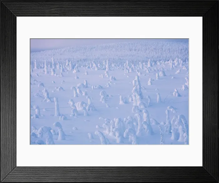 Framed Print : Frozen dwarf shrubs, Riisitunturi National Park, Posio, Lapland, Finland Framed Print : Frozen dwarf shrubs, Riisitunturi National Park, Posio, Lapland, Finland