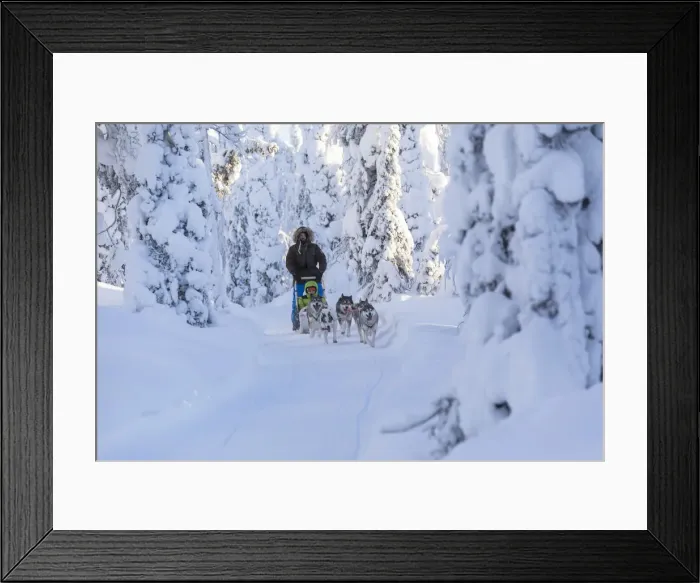Framed Print : Dog sledding in the snowy woods, Kuusamo, Northern Ostrobothnia region, Lapland, Finland Framed Print : Dog sledding in the snowy woods, Kuusamo, Northern Ostrobothnia region, Lapland, Finland
