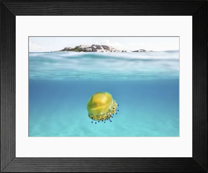 Framed Print : A solitary bright colored jelly fish in the Sardinian sea. Marmorata beach. Sardinia Framed Print : A solitary bright colored jelly fish in the Sardinian sea. Marmorata beach. Sardinia