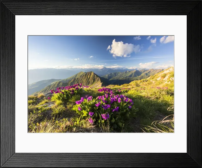 Framed Print : Wild flowers on Monte Azzarini with Monte Disgrazia and Pedena in the background Framed Print : Wild flowers on Monte Azzarini with Monte Disgrazia and Pedena in the background