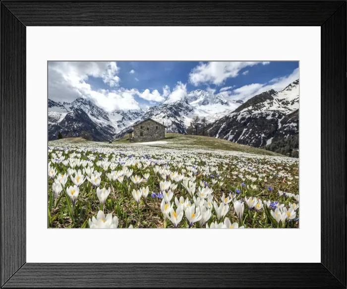 Framed Print : Crocus Nivea flowering. On the background the Mount Disgrazia still covered with snow Framed Print : Crocus Nivea flowering. On the background the Mount Disgrazia still covered with snow